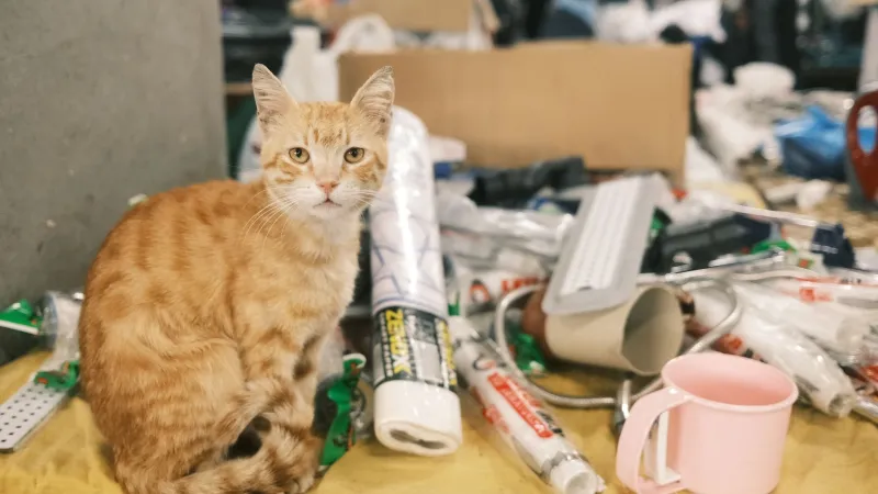 Dari Gang Jakarta ke FYP Amerika: Kisah Kucing Oren yang Kuasai TikTok